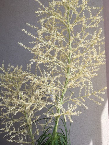 トックリラン　満開